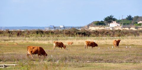vaches