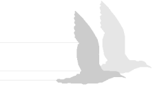 mouettes